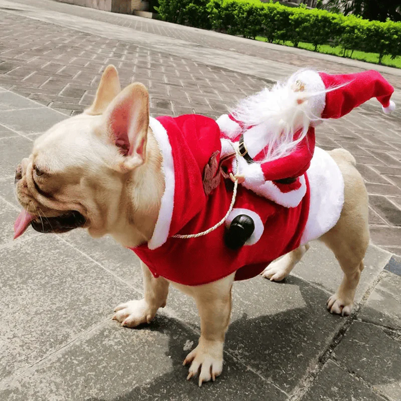 Vêtement pour chien style Père Noël - Image 3